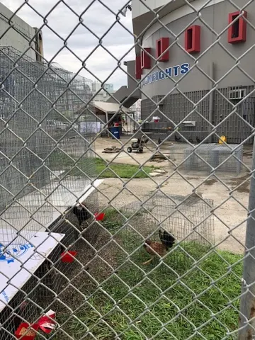The fighters outside the 'ring'. Hard to believe they really allow cockfighting to go on.