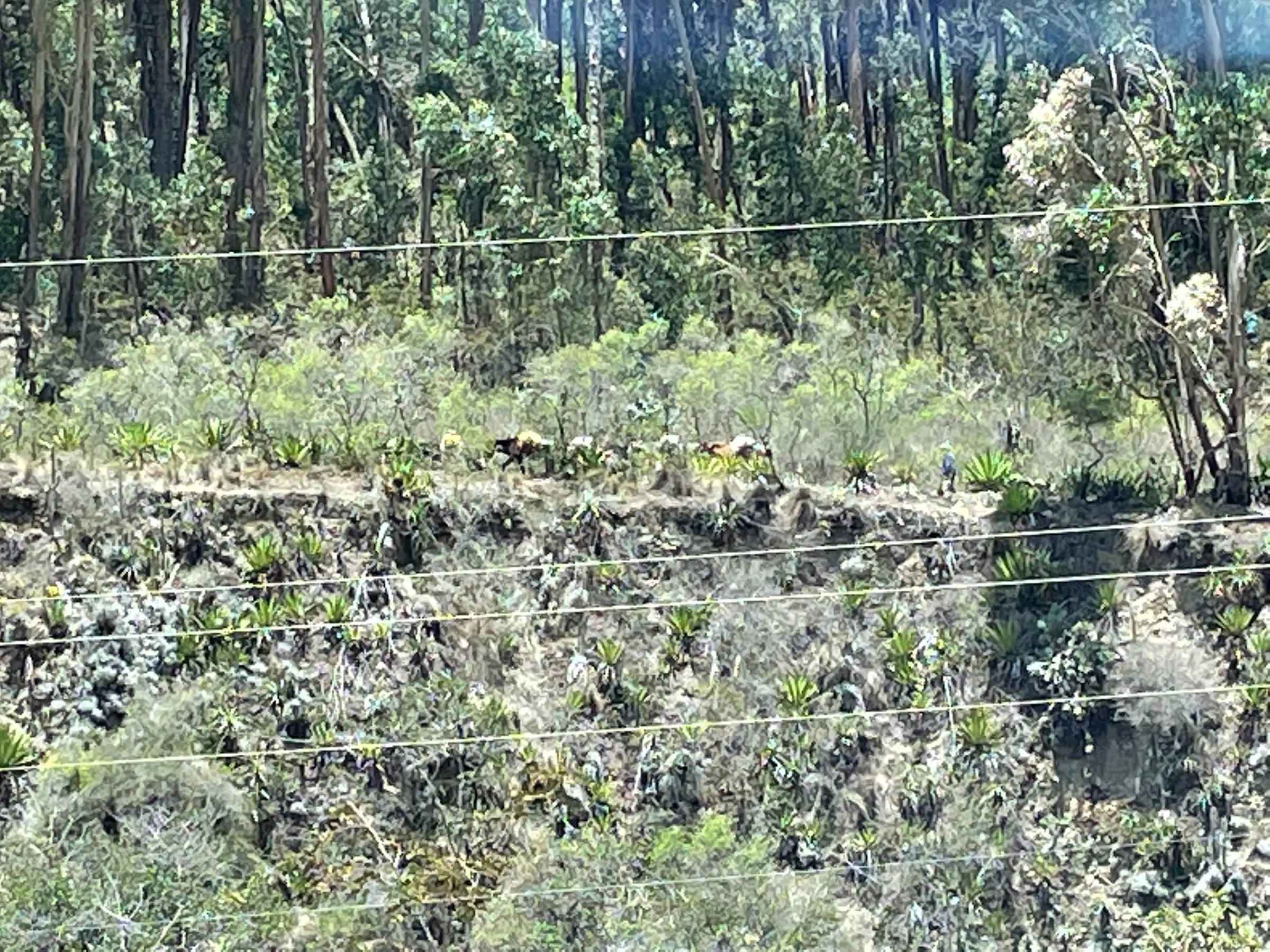 In this photo you can see a man pushing llamas with materials on their back along a trail. Who knows what they were carrying.