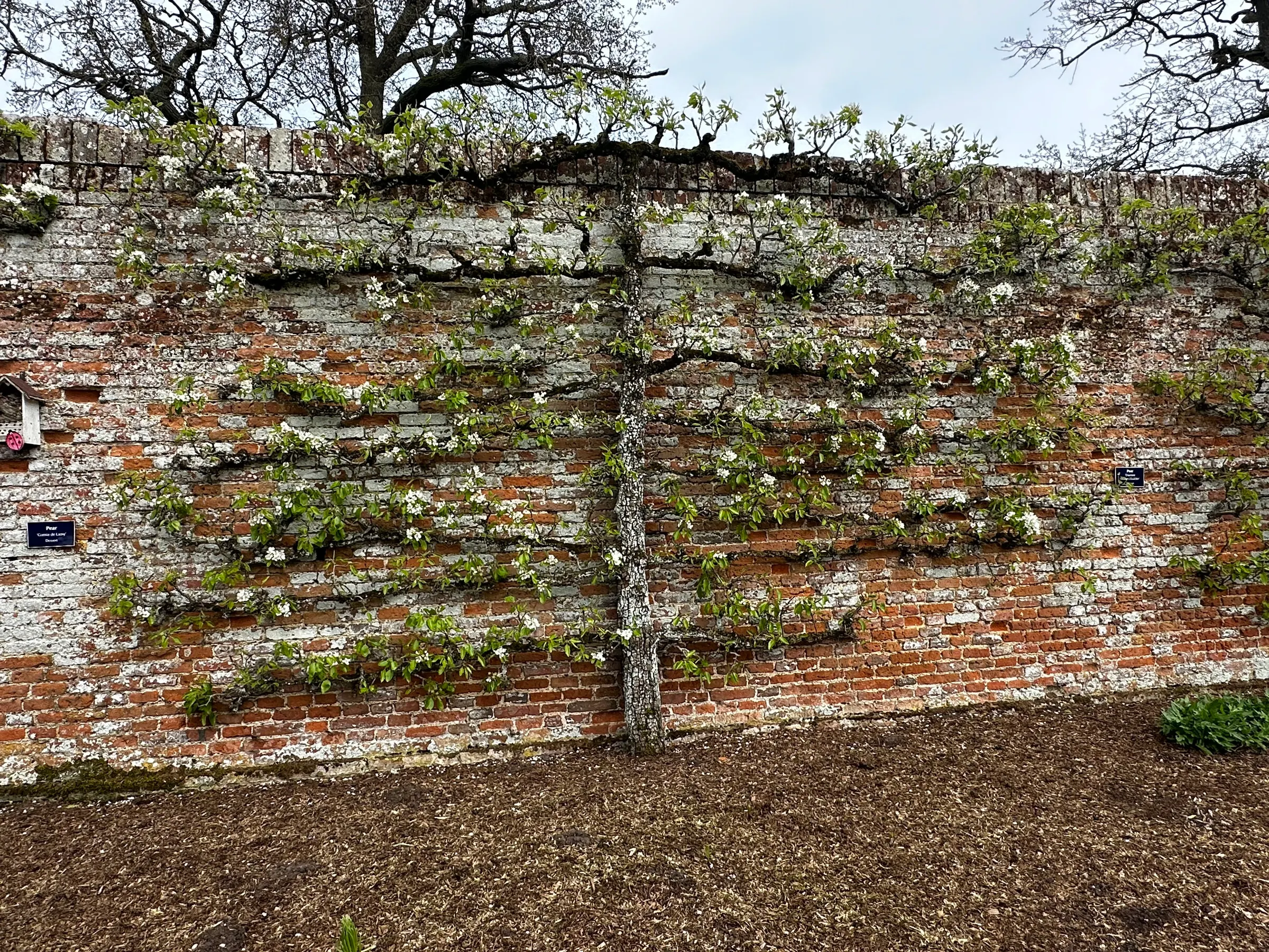 I’m not sure the type of tree this is, but this is how they cut them up against the wall. Very interesting.