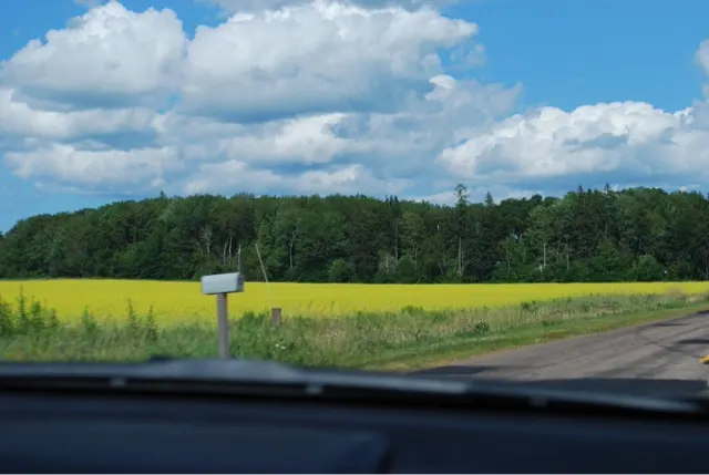 Fields of yellow flowers....which are either Canola or Mustard...per our Inn Keeper.