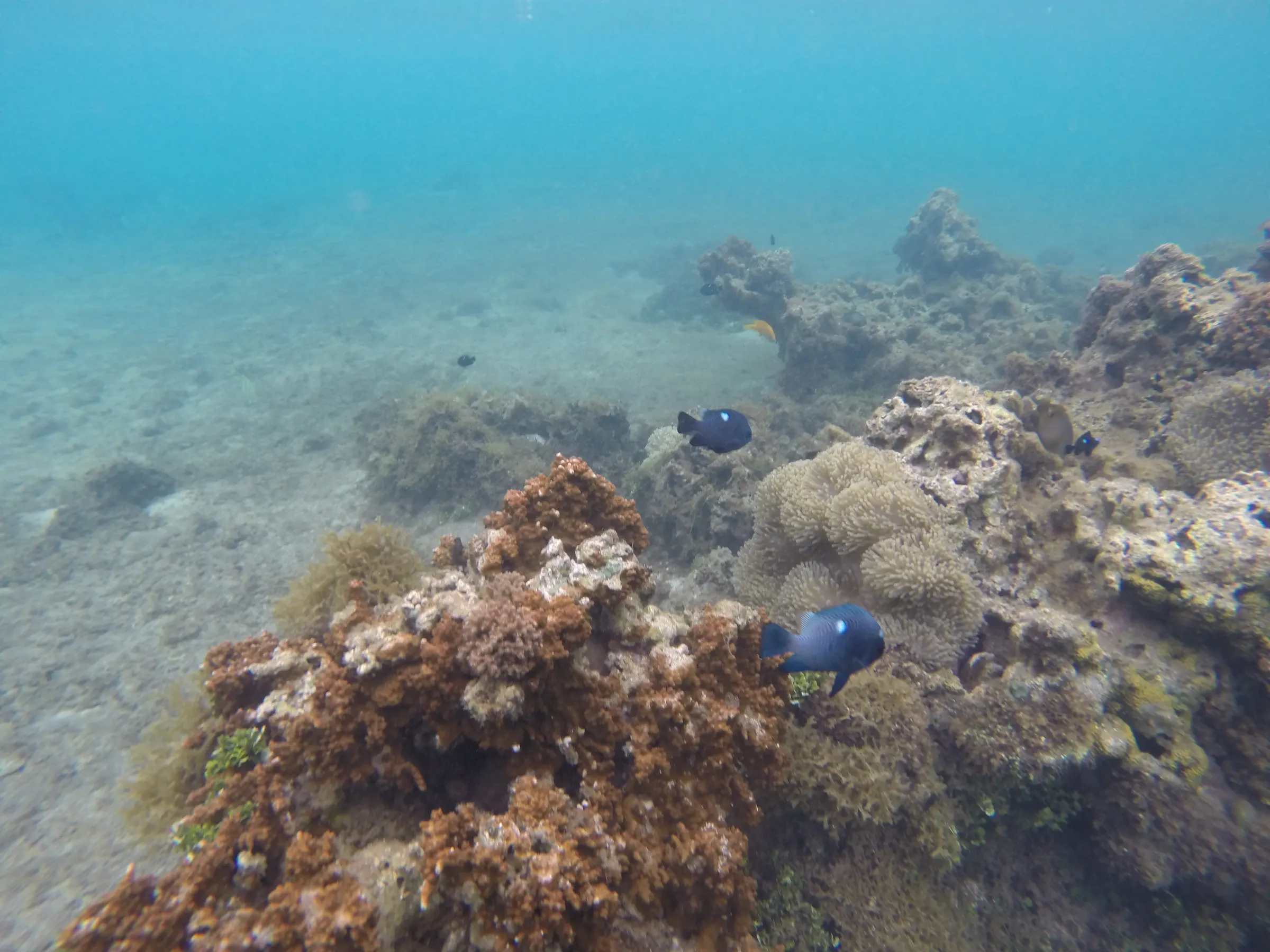 A couple of pictures taken by my very old GoPro. The coral was surprisingly large with lots of sea life feeding off of it. It was fun to be down there seeing it.