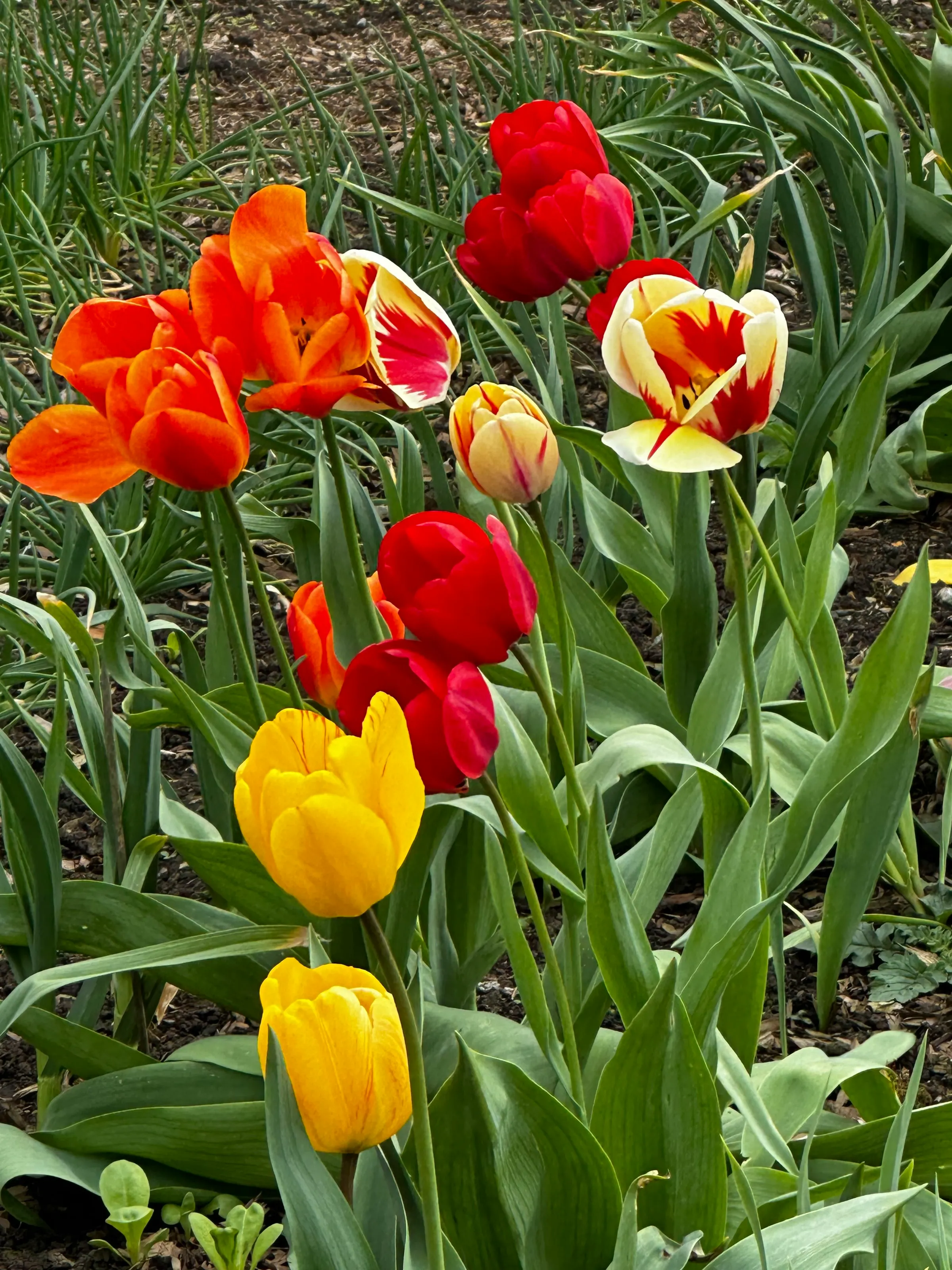 Tulips of all shapes, sizes and colors everywhere here in England.