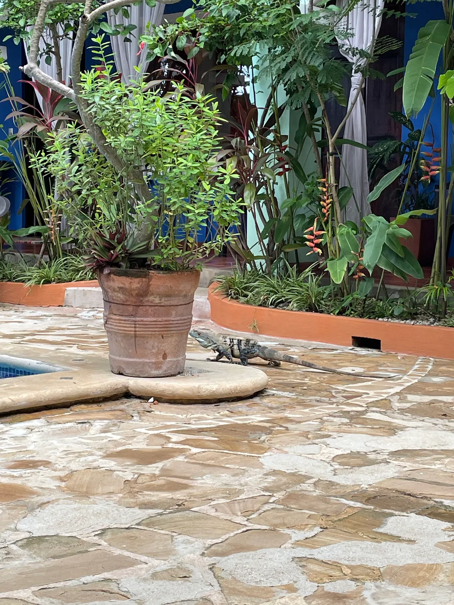 Our Iguana (lizard) friend that fell out of tree somehow on to the pool deck.