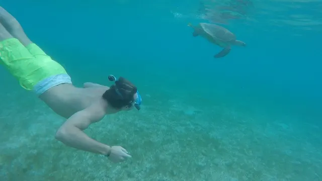 Snorkeling with turtles at Akumal....