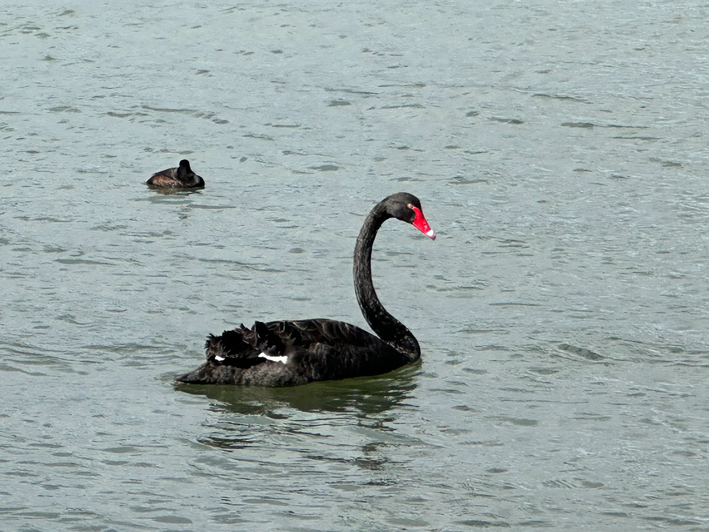 On the lake here, it is full of black swans. You do see a few white ones. But they are definitely in the minority here.