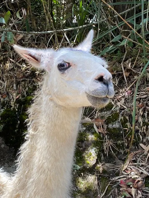 There were many Llamas at MP. At one point we had to pass one real close on the trail. I’m told that they will spit at you. This one kept his saliva.