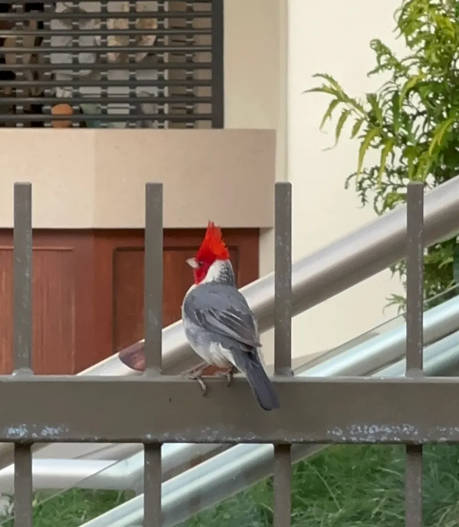 I believe that is a cardinal. We see them everywhere. They are a beautiful bird.