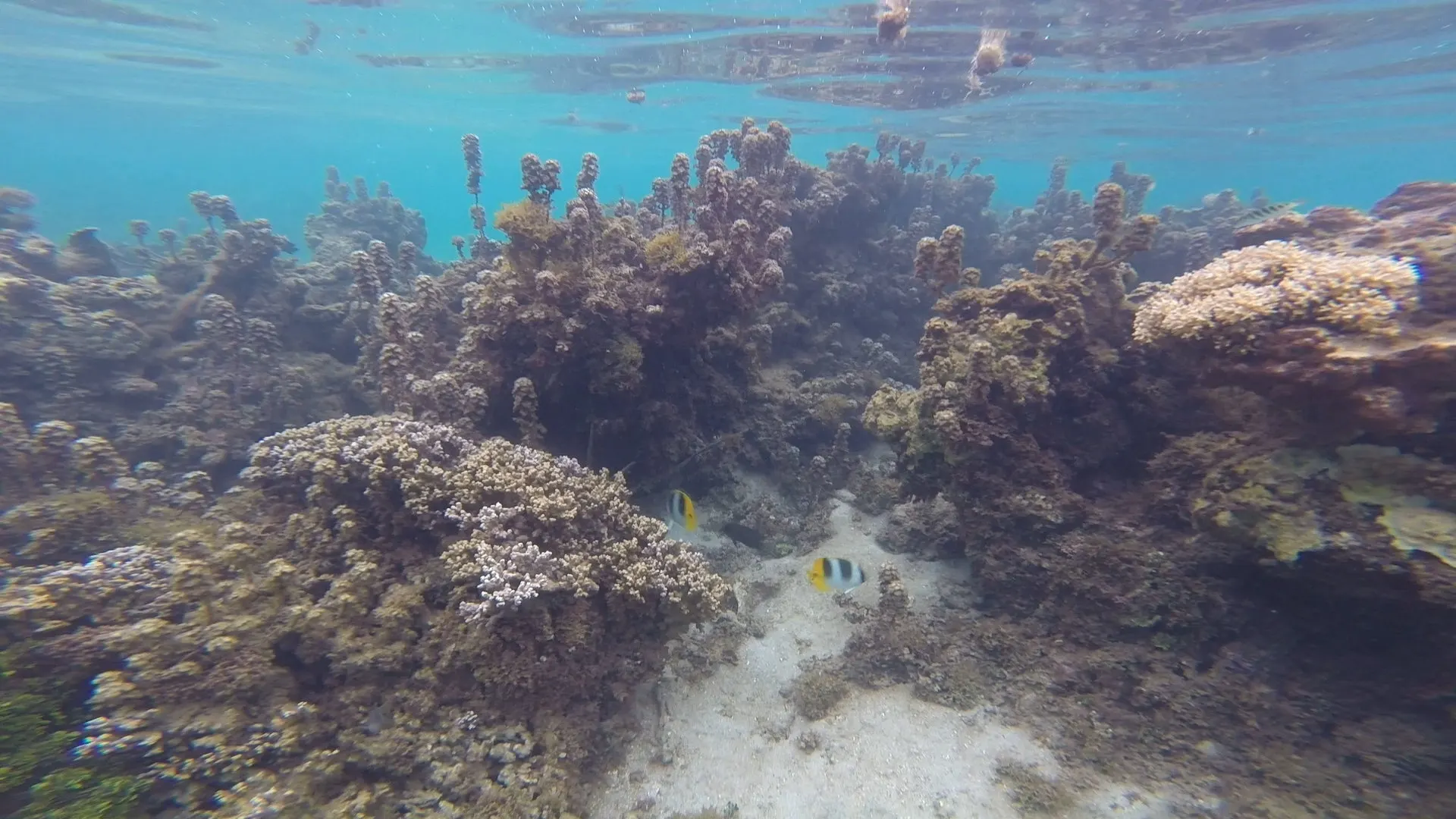 A couple of pictures taken by my very old GoPro. The coral was surprisingly large with lots of sea life feeding off of it. It was fun to be down there seeing it.