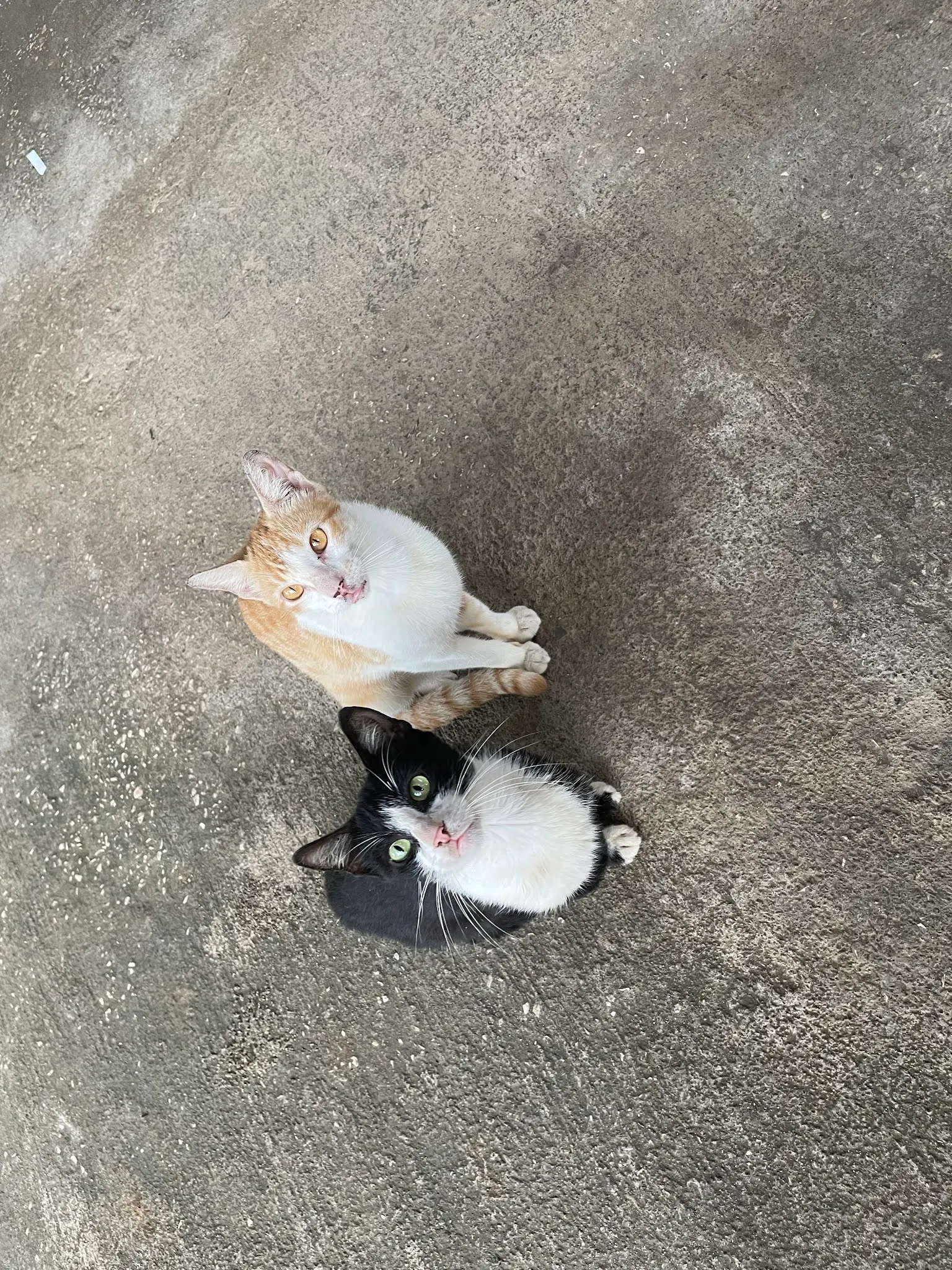 We had visitors at our table at the Soda. They were pretty skinny so Denise secretly fed some of her fish to them. George’s cousin (black and white cat) was a hog and did not share well with the other one. Just like George!