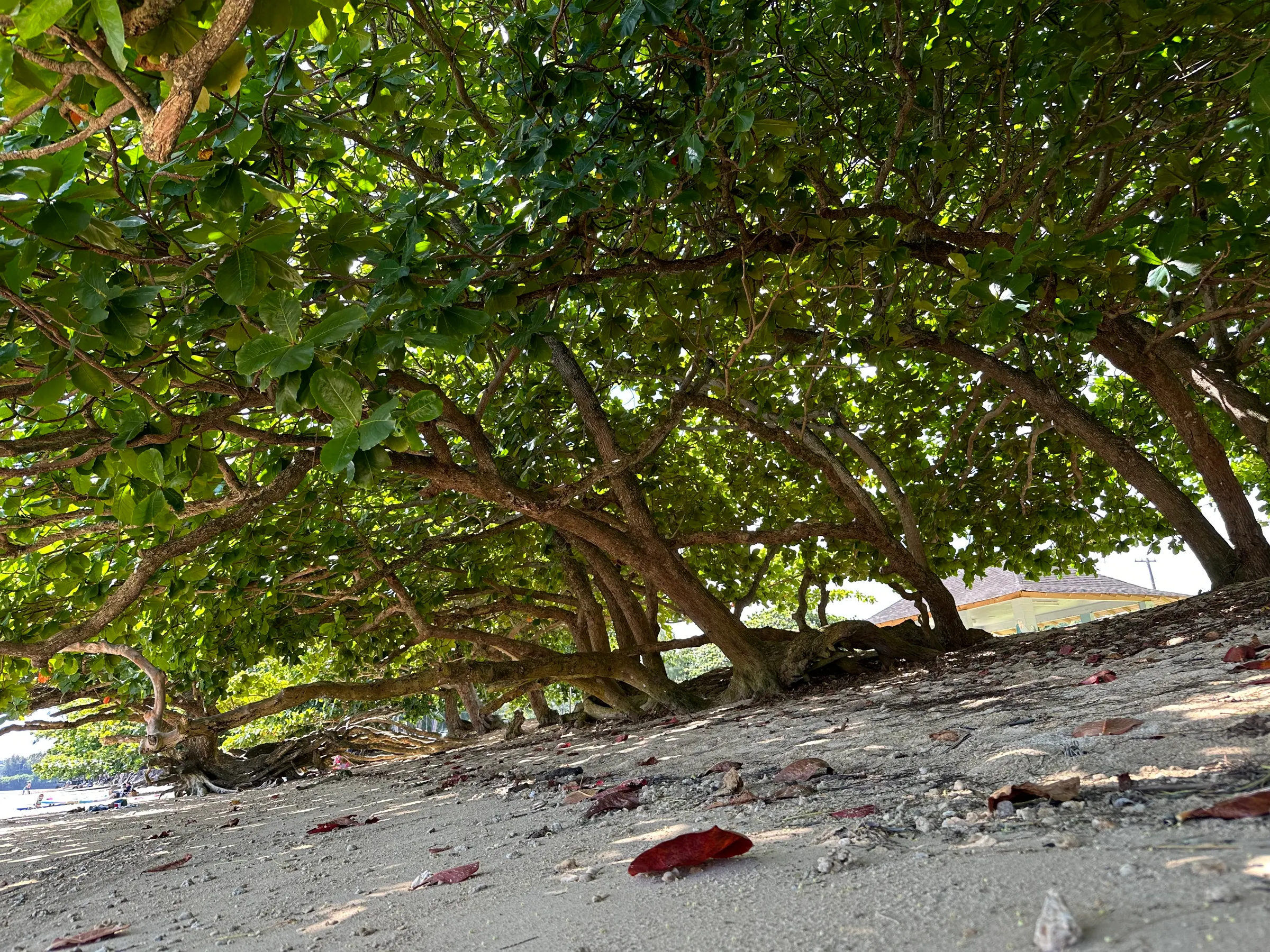 Under the trees at the beach.