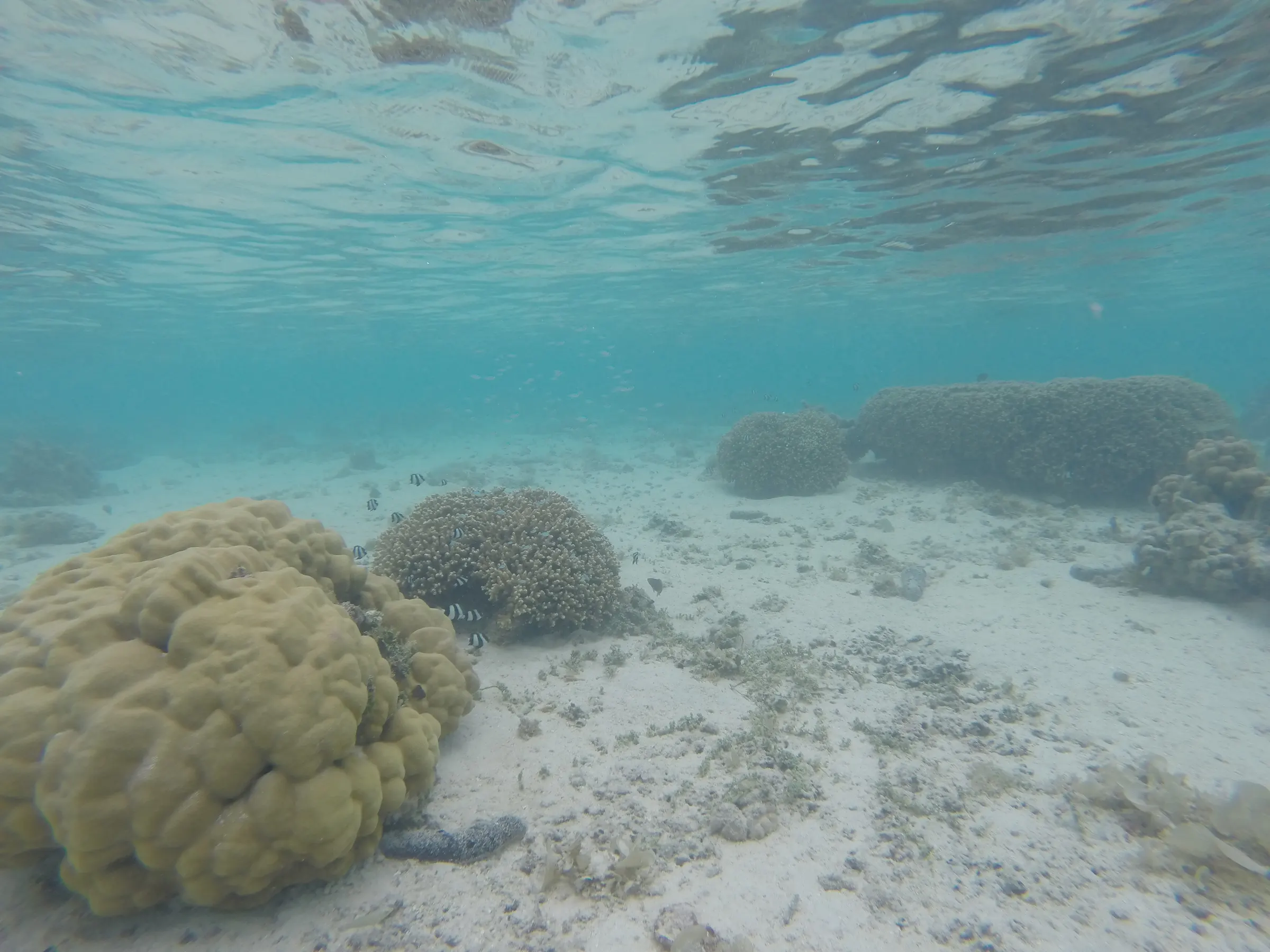 An underwater shot of some of the fish and seabed in a shallow area.