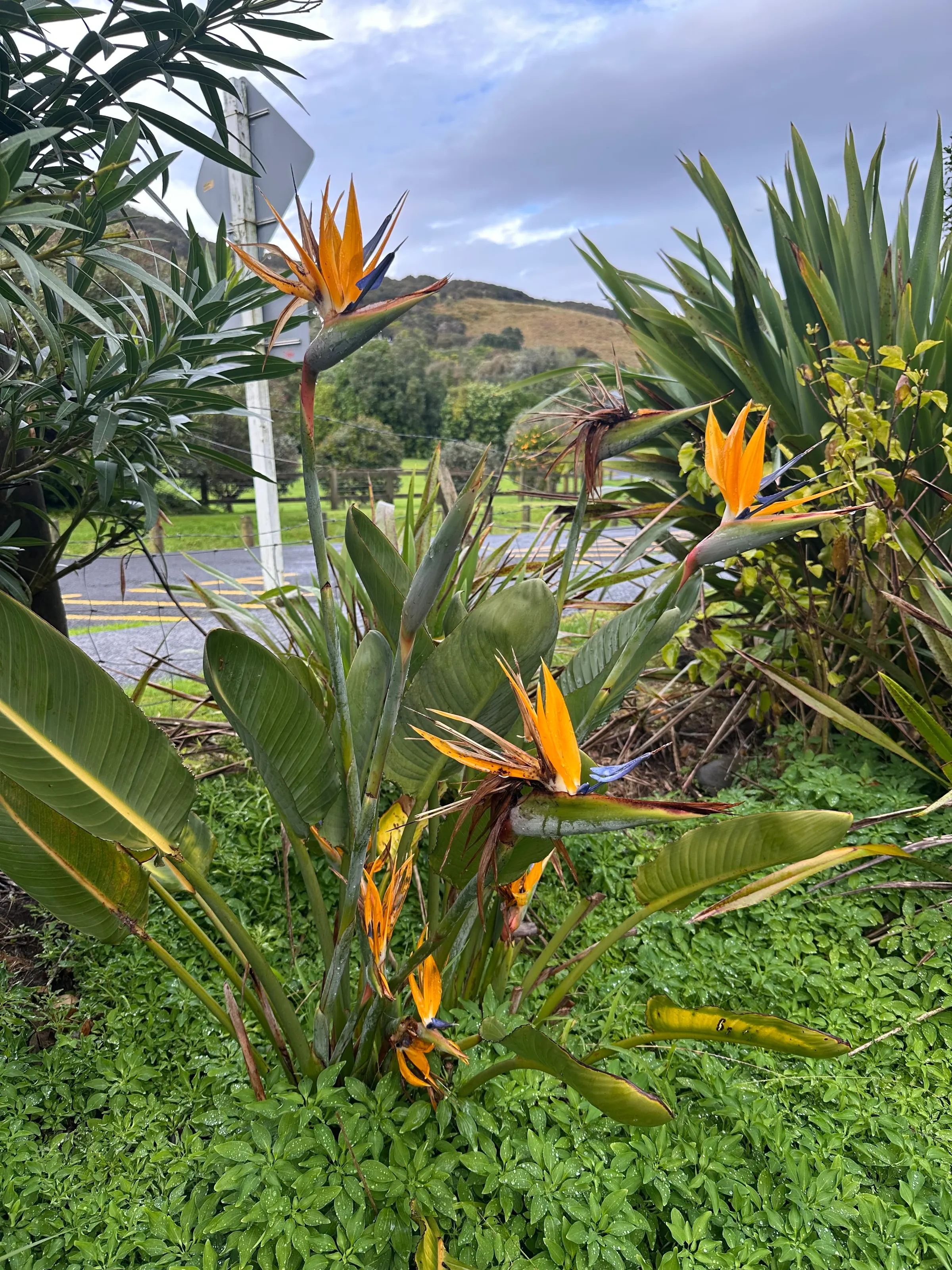 These are some of the flowers outside our flat here at Hot Water Beach.