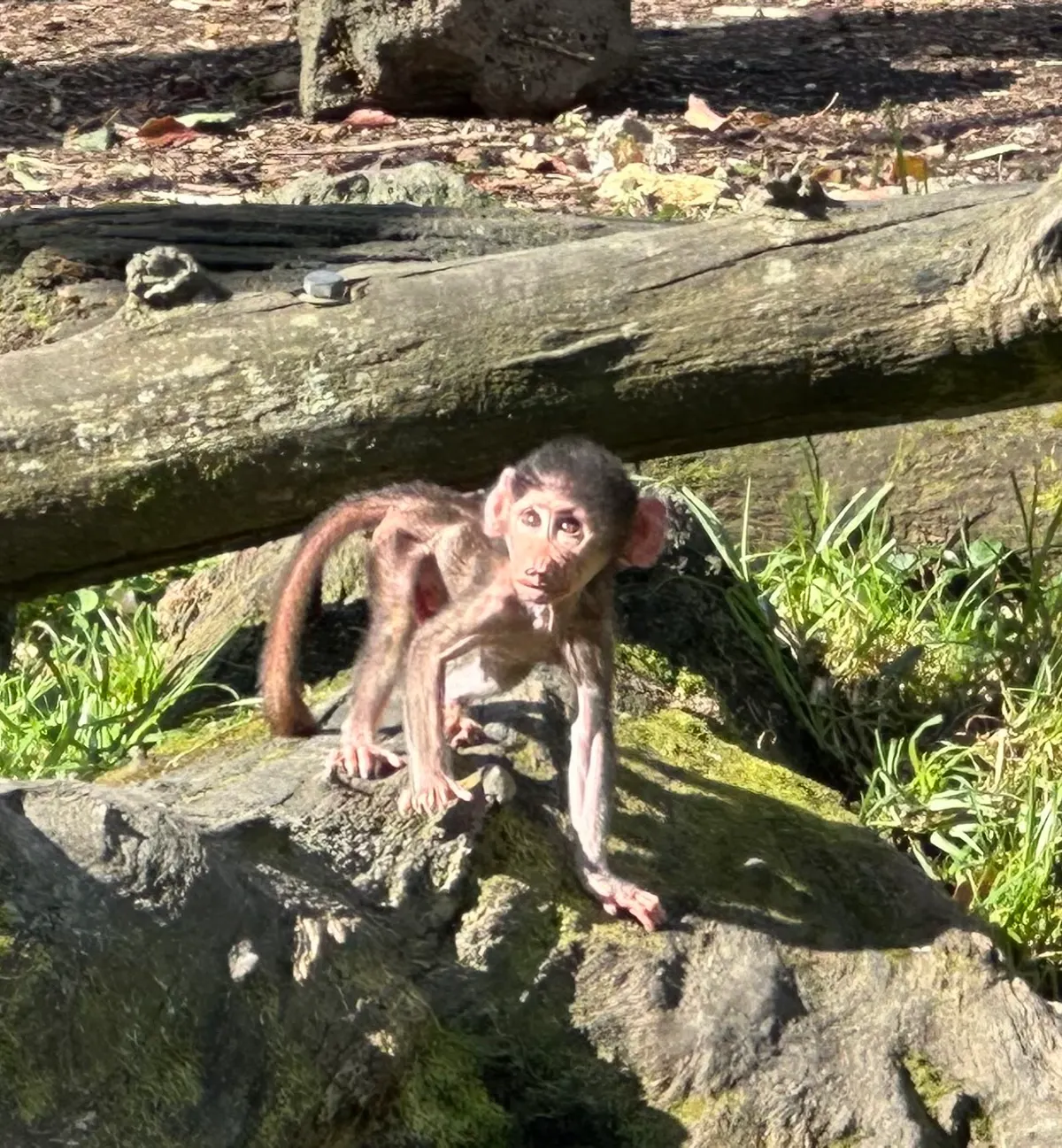 This was a baby Baboon. The guy could barely walk. He was climbing and tumbling all over the place. His mother, however, quite a close eye on him make sure he was ok.