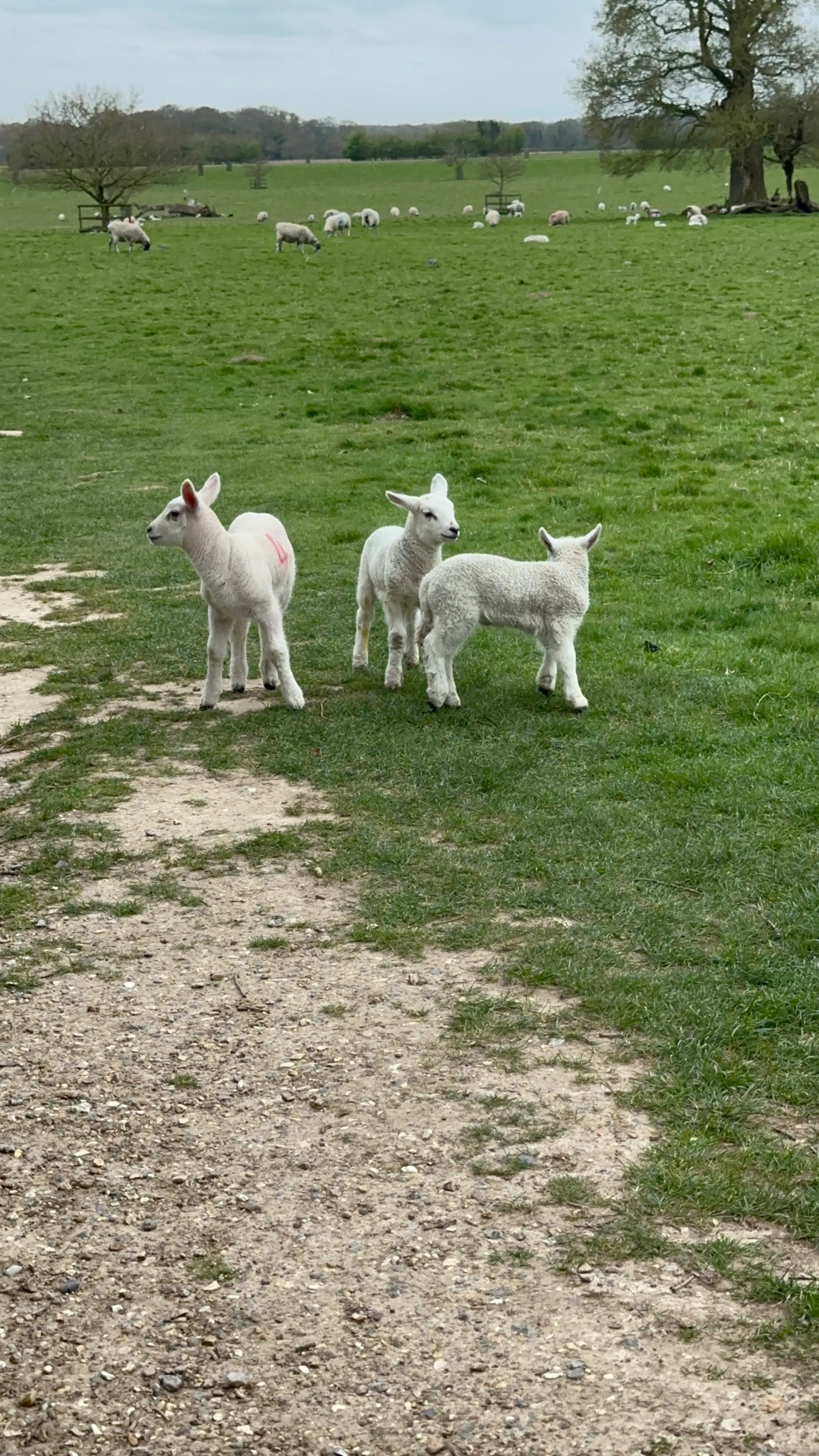 It’s lambing season. A few of the new ones ran up for a photo op with Denise. Made her day.
