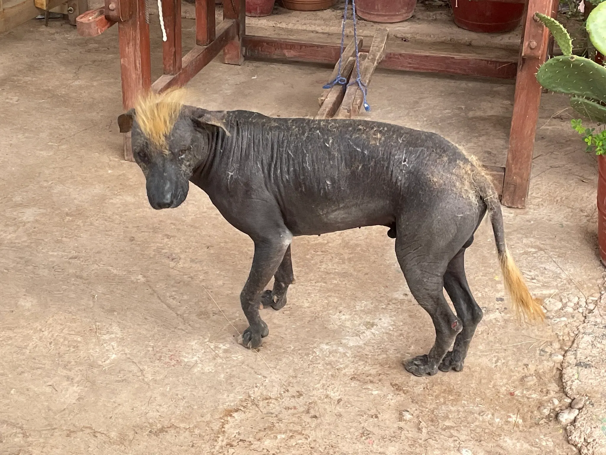 Ashley, I want my next haircut to be like this! I think someone shaved this dogs body but left him a Mohawk. Kind of ugly he was!