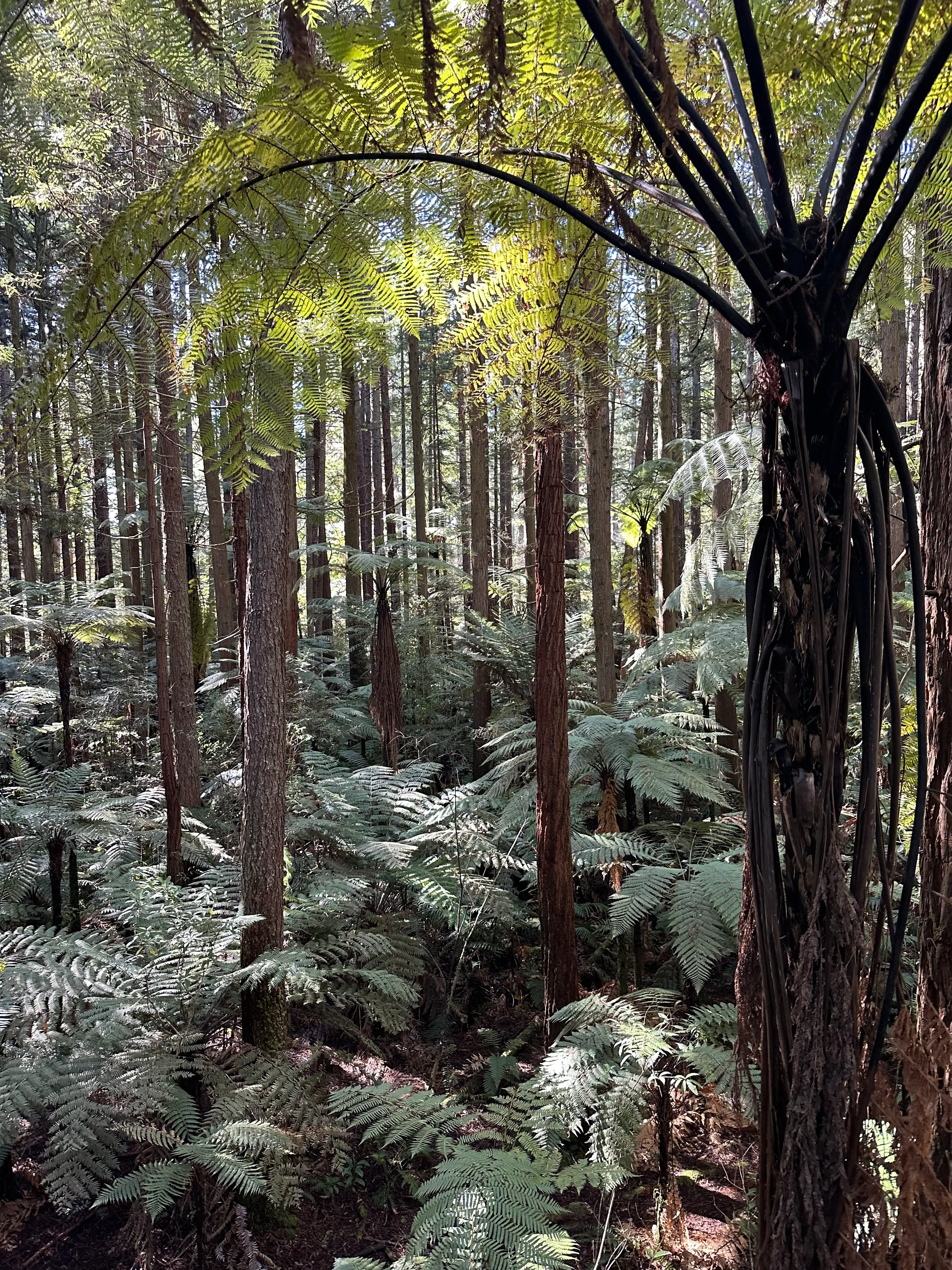 The pretty fern Forrest….