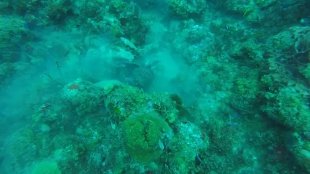 The eel all knotted up trying to consume the Lion Fish whole....