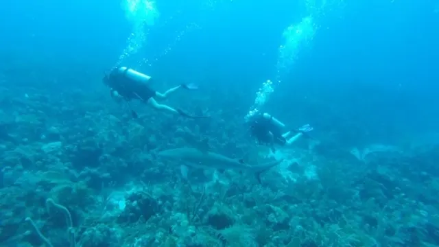Swimming with sharks...