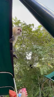 Look closely to see the monkeys in the trees…..