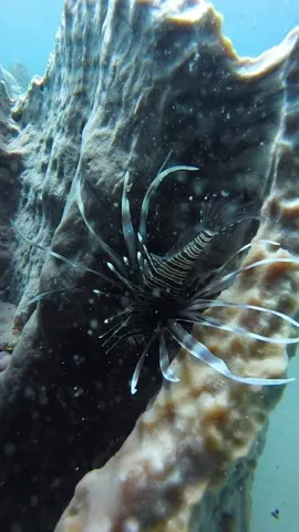 The lion fish is a prevalent fish in the Caribbean. So much so that the divers try to spear them and feed them to other species of fish.