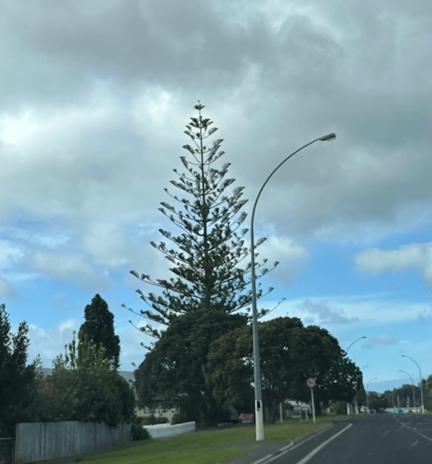 You see lots of these type of trees around. I think they would be ideal for a Christmas tree. Easy to hang things on.