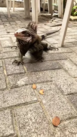 A friend in downtown St Johns looking for lunch....Jurasaik Park!