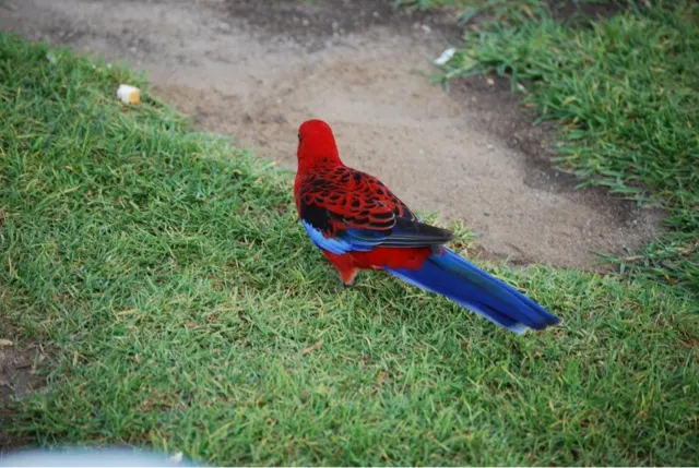 Parrot were everywhere and quite colorful. You see white Cockatoos flying everywhere making a ton of noise. But they are hard to film.