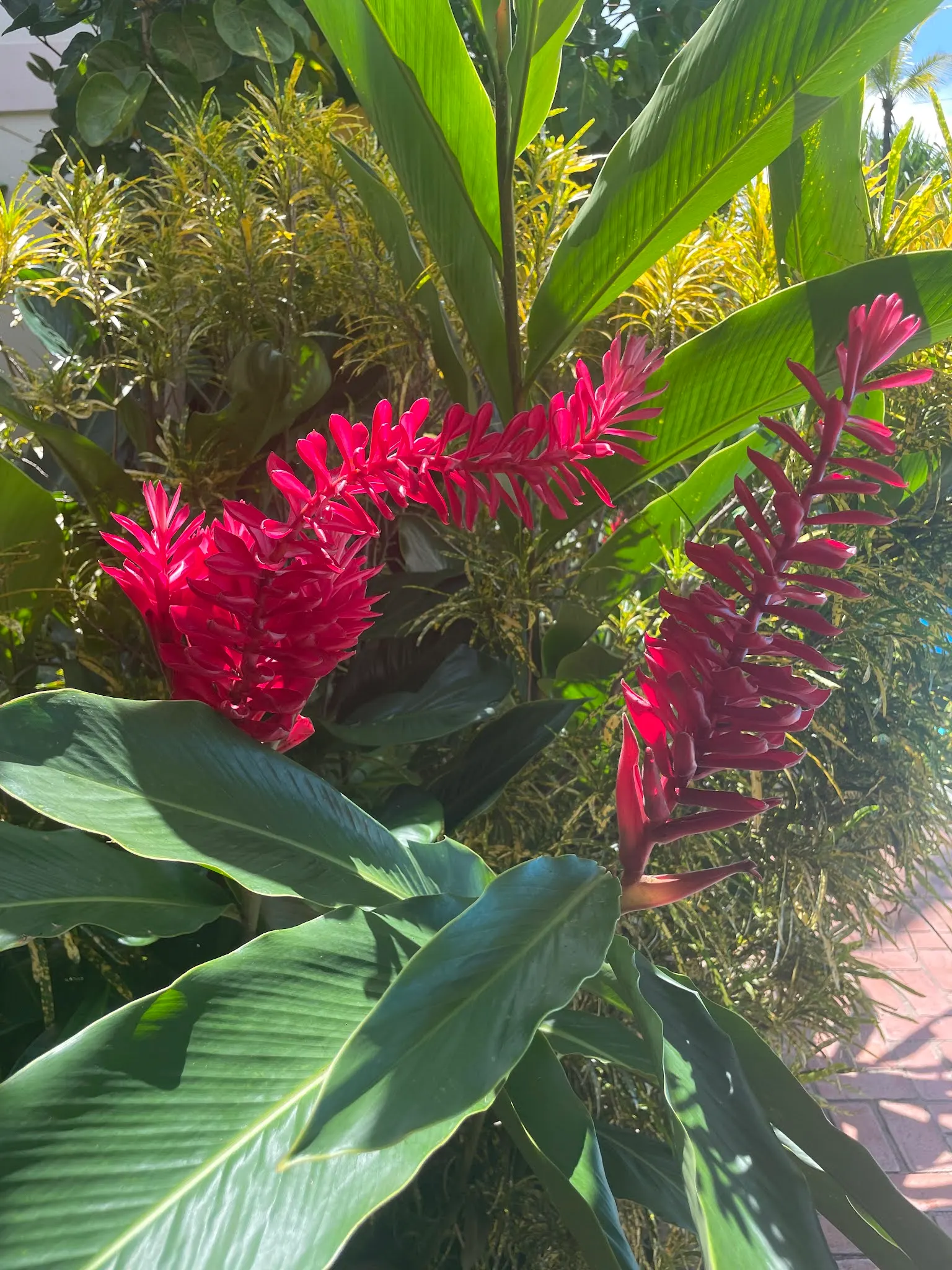 Beautiful foliage everywhere here. It is very beautiful.