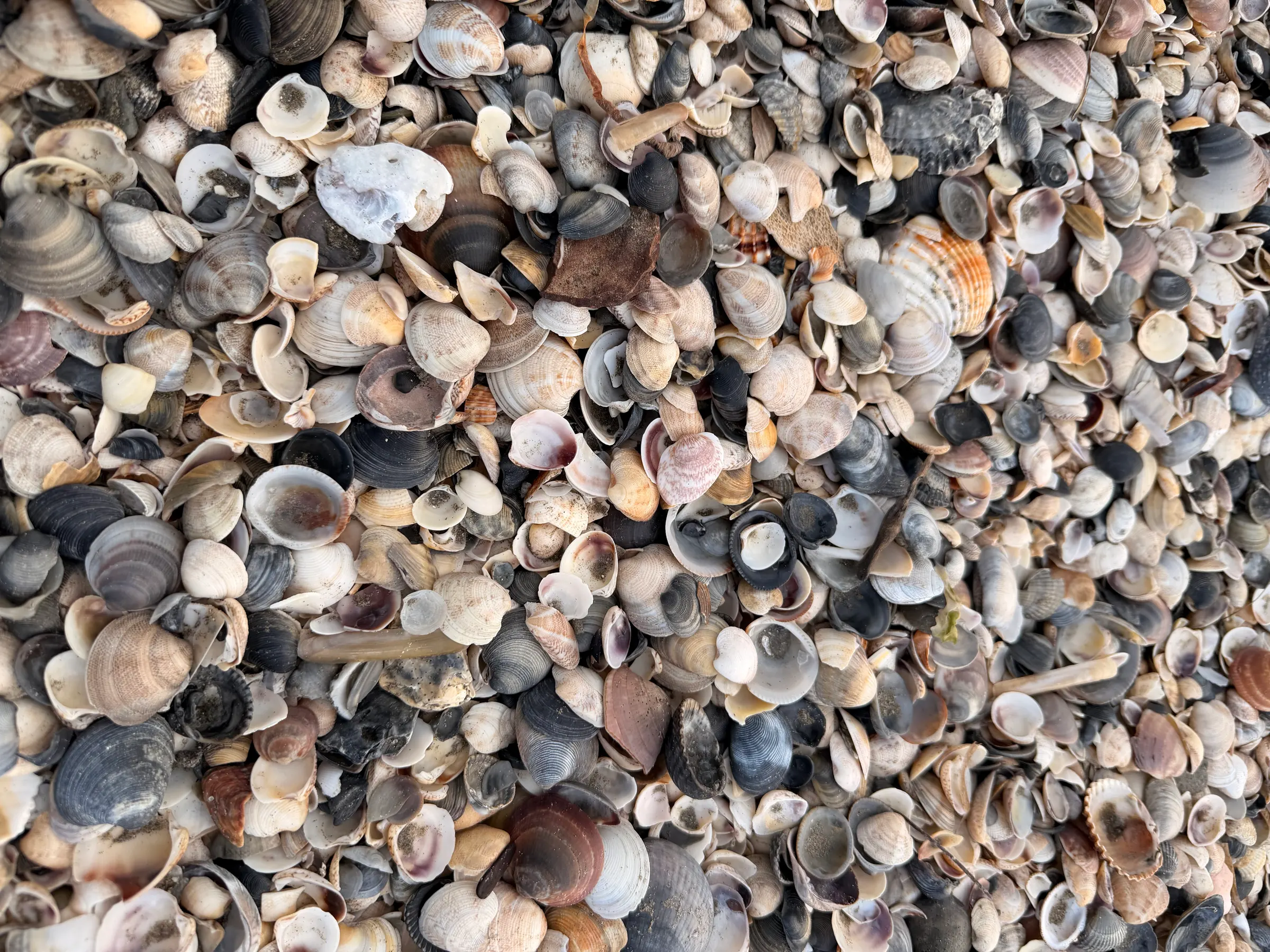 Big clusters of sea shells over on Lido.