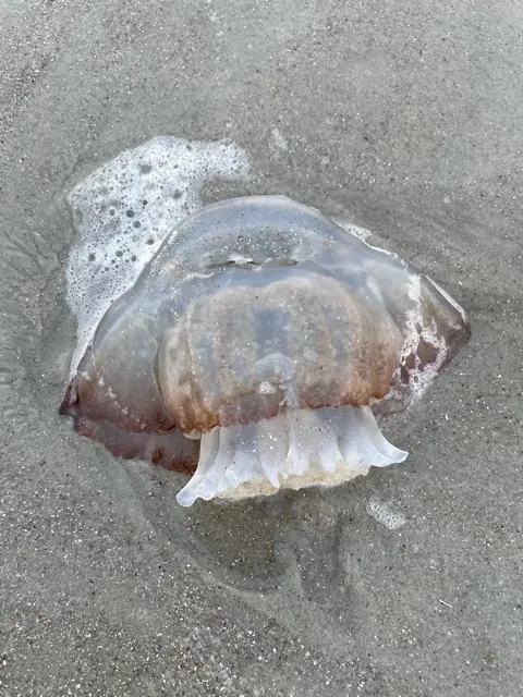 A cannon ball jelly fish....found all over the beach.