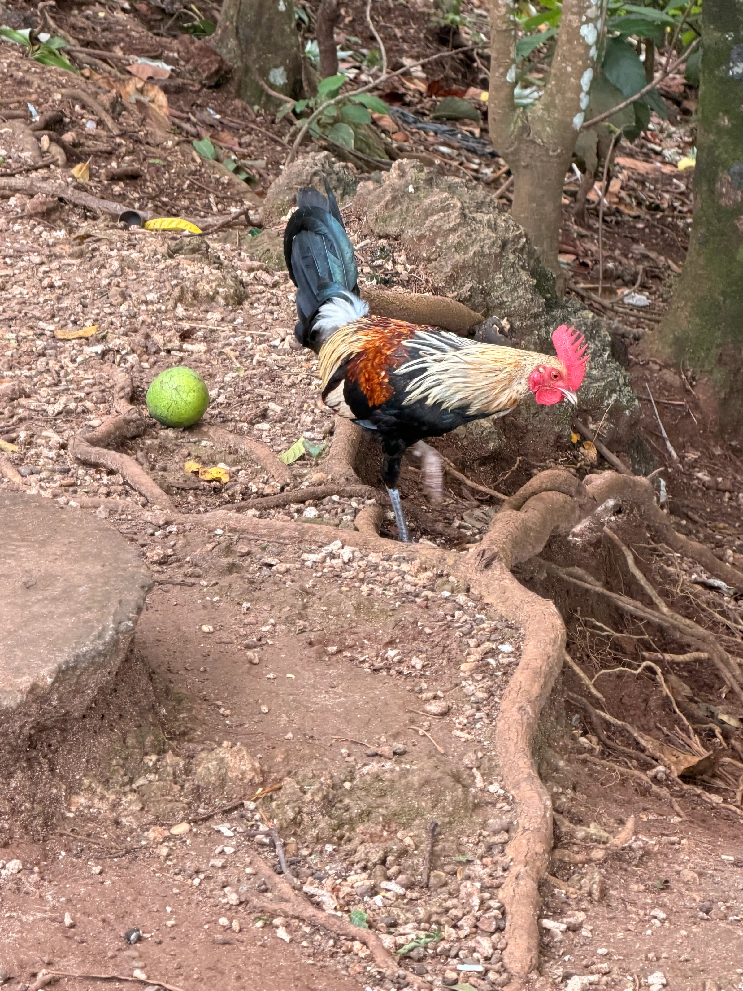 What is it about chickens on islands in the pacific. Chickens are everywhere and 80 percent are roosters crowing all the time. Crazy.