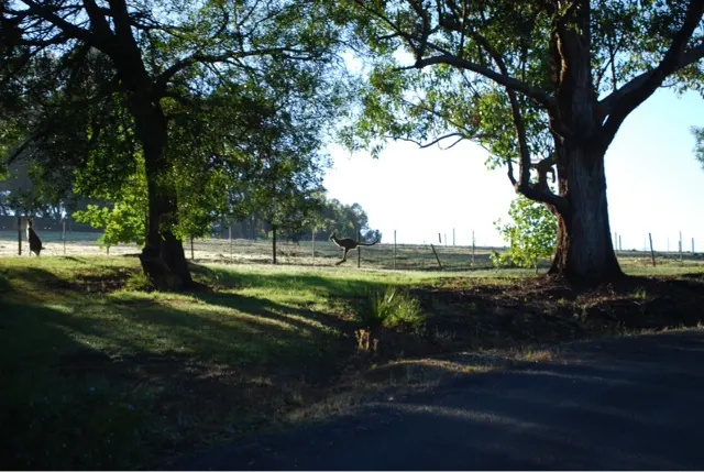 Kangaroos getting spooked and hopping away as I took my morning walk. They are a fairly sizeable animal. And you see them hit on the side of road ways.