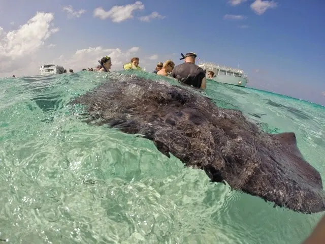 Large stingray approaching!!!