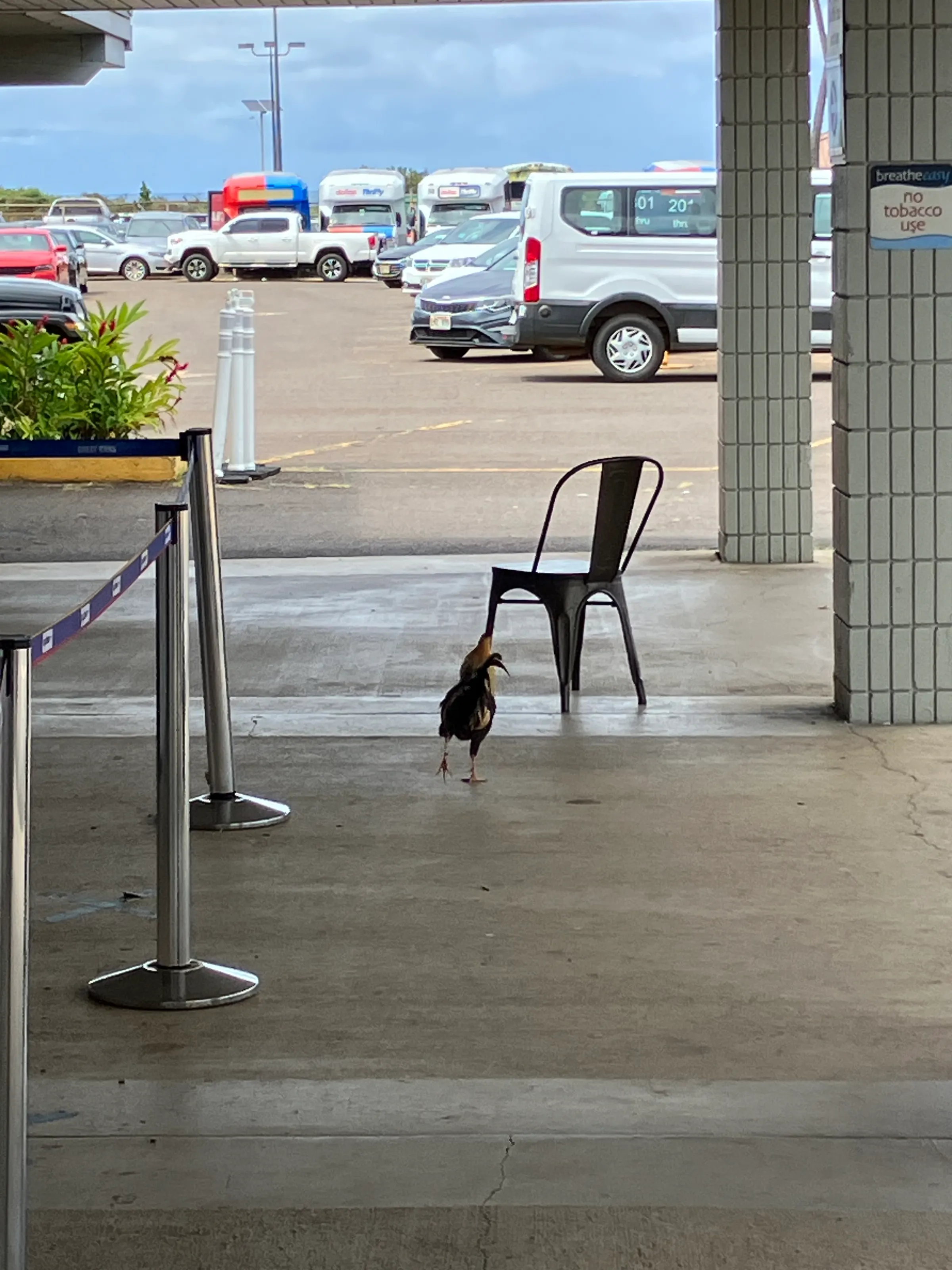 You can see our friend (a chicken) wandering at the rental car site at the airport. I think he followed us on the 40 minute drive so he could start crowing at 4:30 AM!!!!